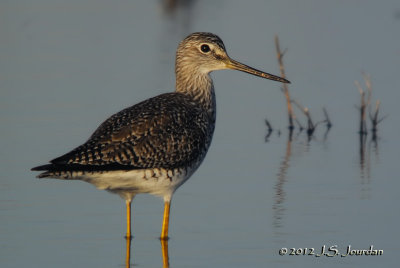 GreaterYellowlegs2280b.jpg