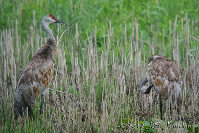 SandhillCrane0839b.jpg