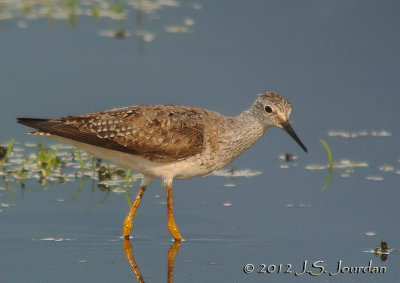 LesserYellowlegs0915b.jpg