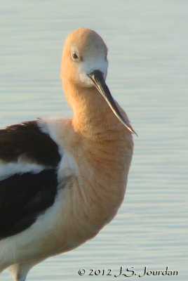 AmericanAvocet1211b.jpg