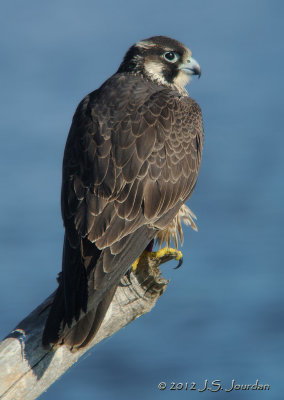 PeregrineFalcon2019b.jpg