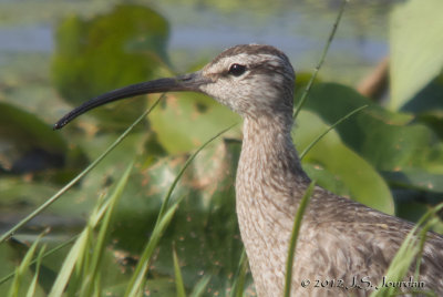 Whimbrel3554b.jpg