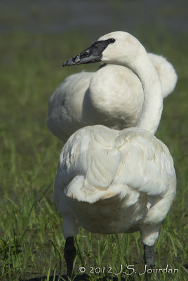 TrumpeterSwan3599b.jpg