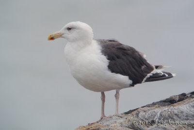 GreatBlackbackedGull4279b.jpg