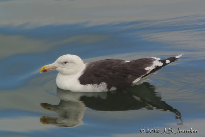 GreatBlackbackedGull4460b.jpg