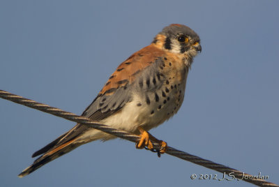 AmericanKestrel6303b.jpg