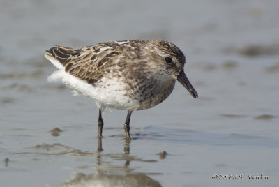 Semipalmated Sandpiper