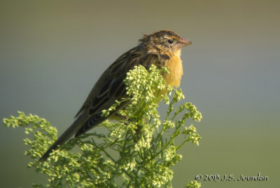 Bobolink2650b.jpg