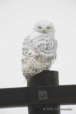 DSC_1051SnowyOwlb.jpg