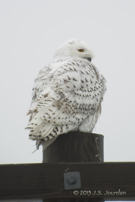 DSC_1149SnowyOwlb.jpg