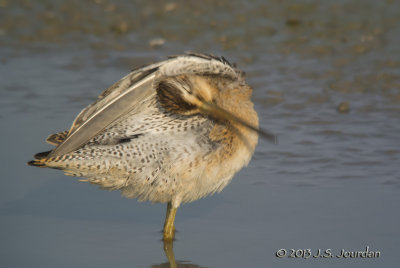 DSC_3790ShortbilledDowitcherb.jpg