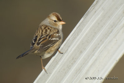 DSC_8865WhitecrownedSparrowb.jpg