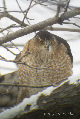 DSC_9966CoopersHawk.jpg