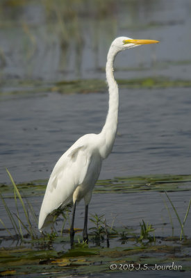GreatEgret2644b.jpg