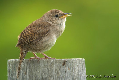 HouseWren6057b.jpg