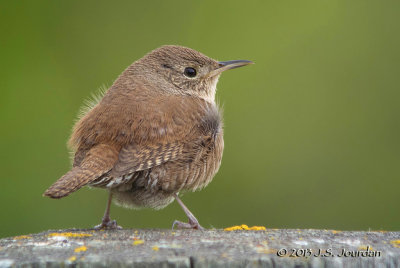 HouseWren6194b.jpg