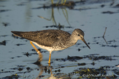 LesserYellowlegs0779b.jpg