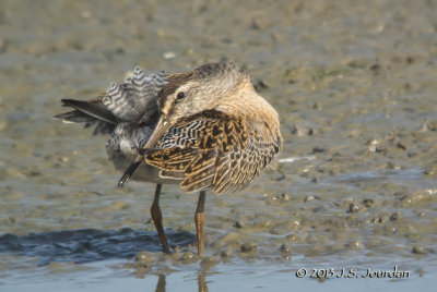 ShortbilledDowitcher2793b.jpg