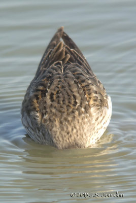 WhiterumpedSandpiper2844b.jpg
