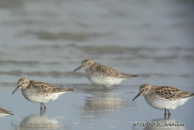WhiterumpedSandpiper5842b.jpg