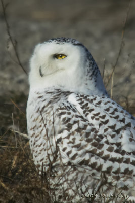 DSC_0358SnowyOwlb.jpg