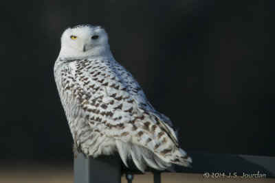 DSC_0515SnowyOwlb.jpg