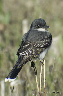 DSC_3805EasternKingbirdb.jpg