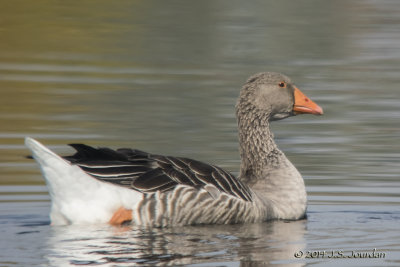 DSC_4826Greylag.jpg