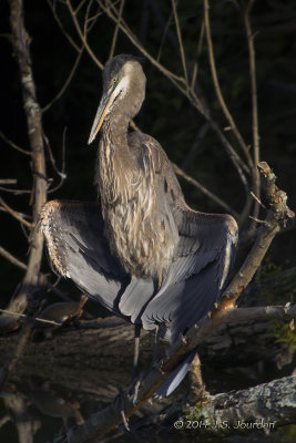 DSC_5168GreatBlueHeronb.jpg