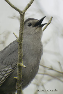 DSC_5952GrayCatbirdb.jpg