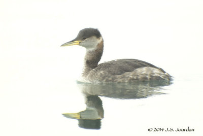 DSC_6228RedneckedGrebe.jpg