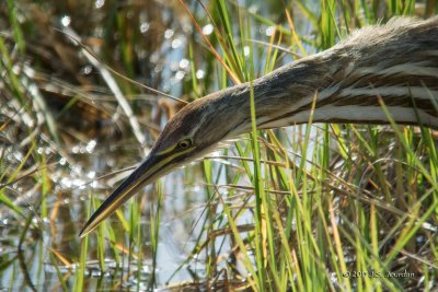 DSC_0846AmericanBittern-2.jpg