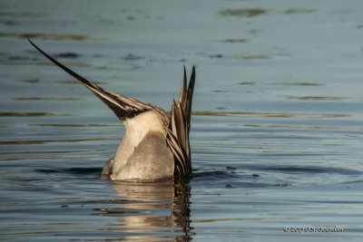 DSC_1419NorthernPintail-2.jpg