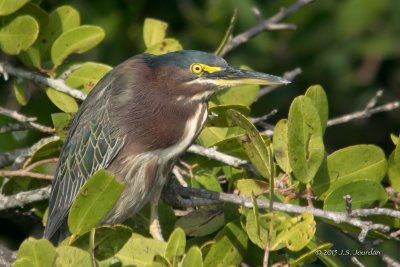 DSC_1593GreenHeron-2.jpg