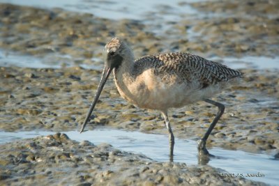 DSC_2188MarbledGodwit-2.jpg