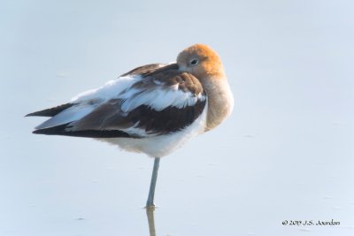 DSC_2214AmericanAvocet-2.jpg