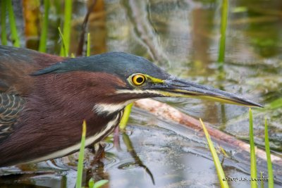 DSC_2528GreenHeron-2.jpg