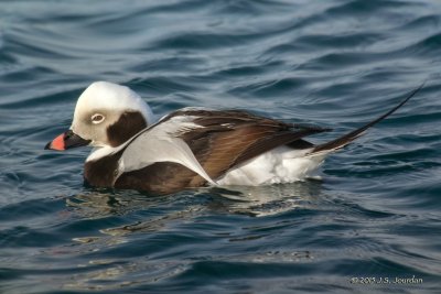 DSC_3716LongtailedDuck.jpg