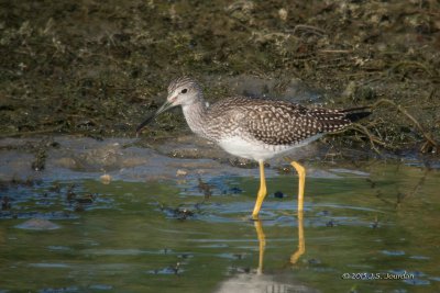 DSC_3916GreaterYellowlegs-2.jpg