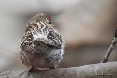 DSC_4015CommonRedpoll-2.jpg