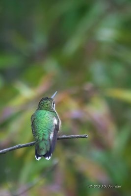 DSC_4586RubythroatedHummingbird-2.jpg