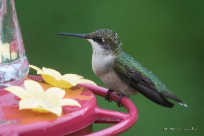 DSC_4668RubythroatedHummingbird-2.jpg