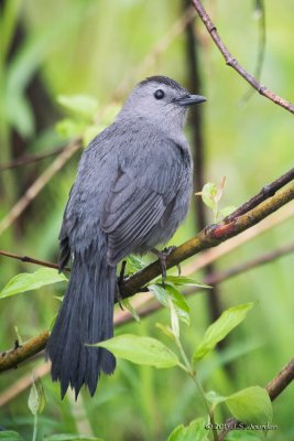 DSC_4738GrayCatbird-2.jpg