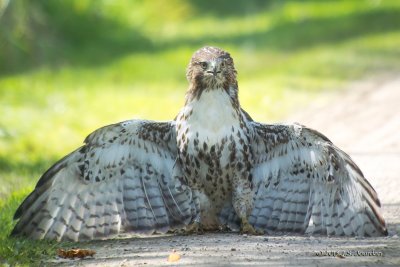 DSC_6101RedtailedHawk-2.jpg