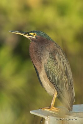 DSC00664GreenHeron-2.jpg