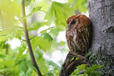 DSC01623ScreechOwl-2.jpg