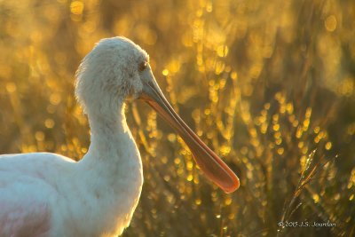 Jourdan_Ingraham_RoseateSpoonbill-2.jpg