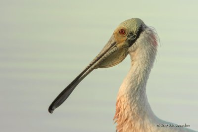 Jourdan_Ingraham_RoseateSpoonbill2-2.jpg