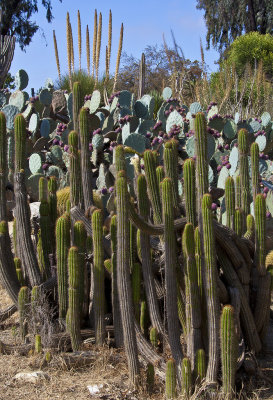 Cacti In Balboa Park