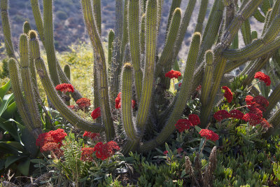 Cacti & Flowers 